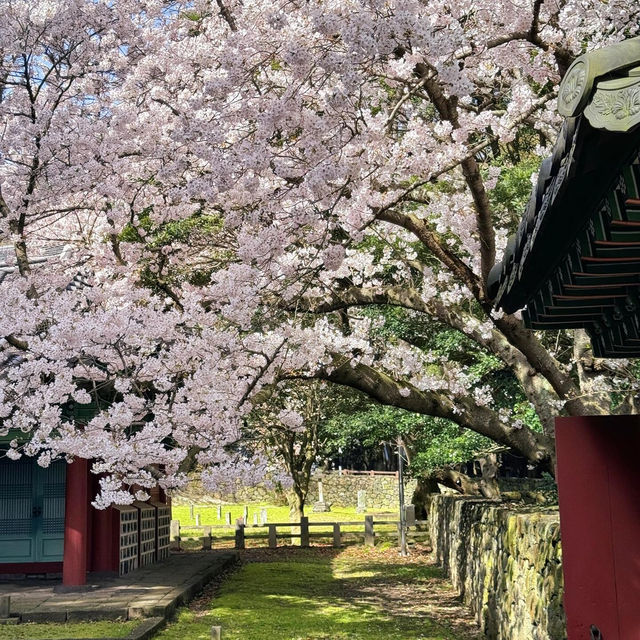 濟州島賞櫻花，🌸這棵樹贏麻了！！！！