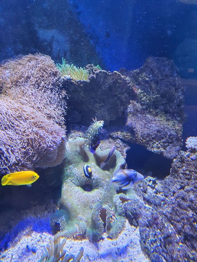 澳洲5日遊 熱門美景一網打盡