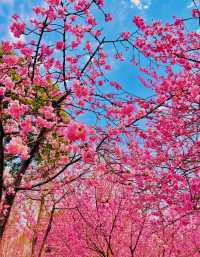 中山植園秀，花木韻長留，四季景皆優
