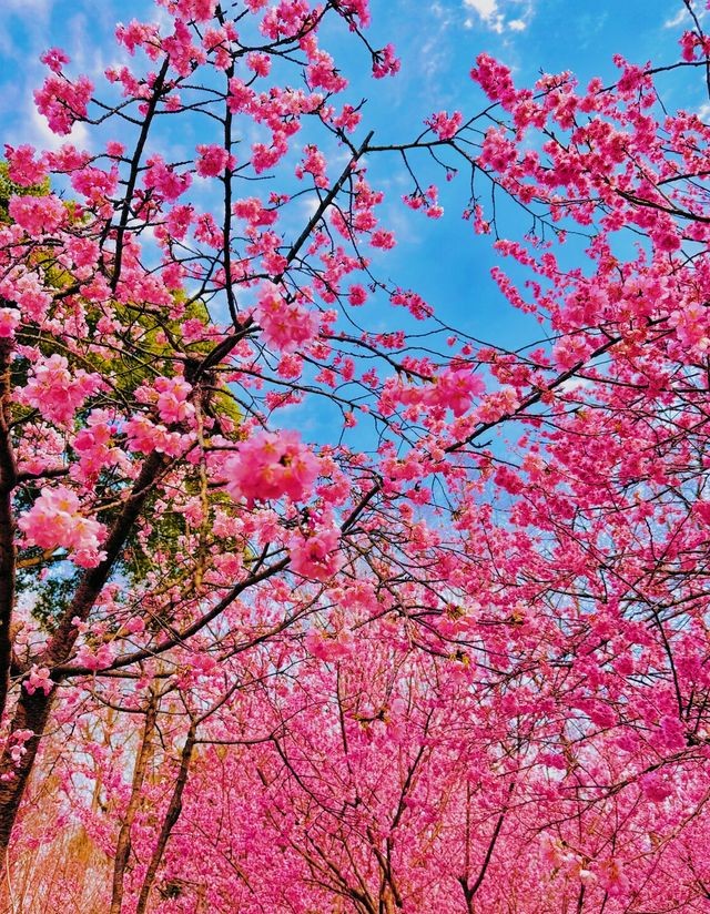 中山植園秀，花木韻長留，四季景皆優