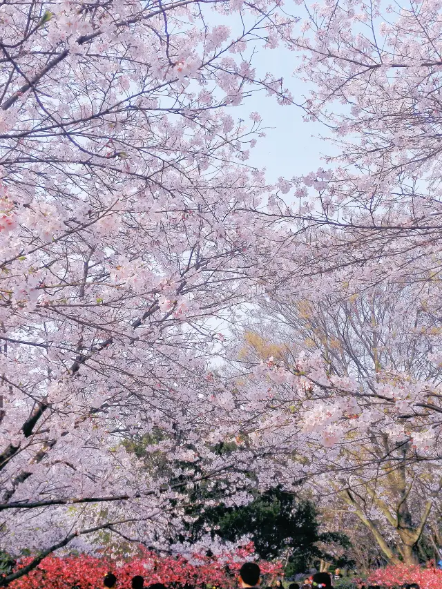 江南賞櫻必到浪漫之地🌸