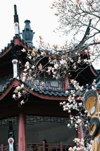 99%寧波人不知道中山公園這個窗景太好拍了