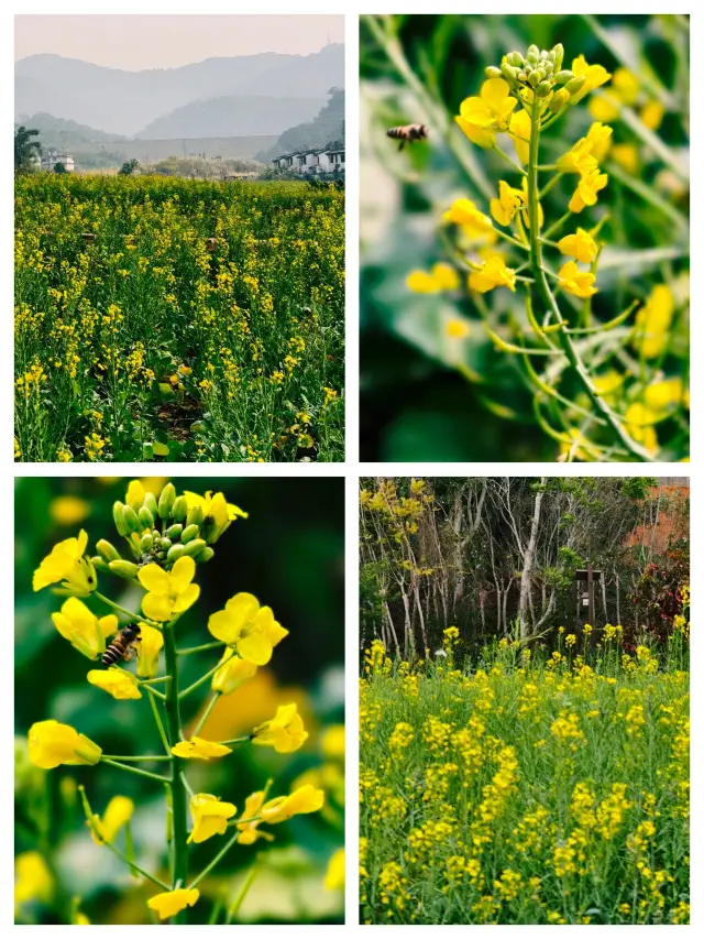 หลัวผิงชื่นชมดอกเรพซีดและเดินเล่นในมหาสมุทรสีทองอันน่าหลงใหล