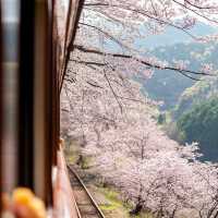 🌸小眾寶藏！大井川鐵道的限定春日櫻語🌸