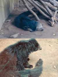 胡志明西貢動物園及其周邊