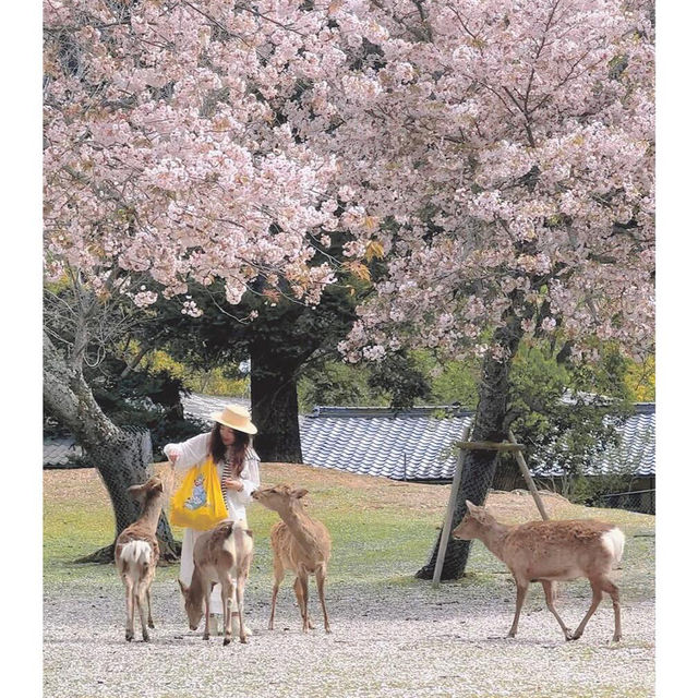 3月行程還沒安排？日本本州櫻花季，錯過等一年！