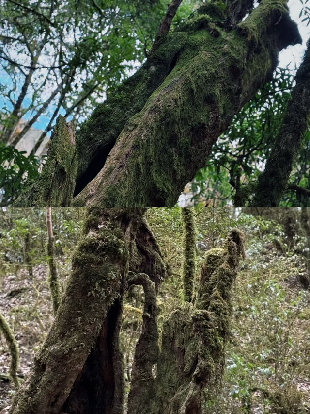 徒步哀牢山，穿越現實版的「暮光森林」