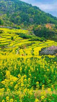 《南昌賞油菜花，最佳地點是哪裡？》