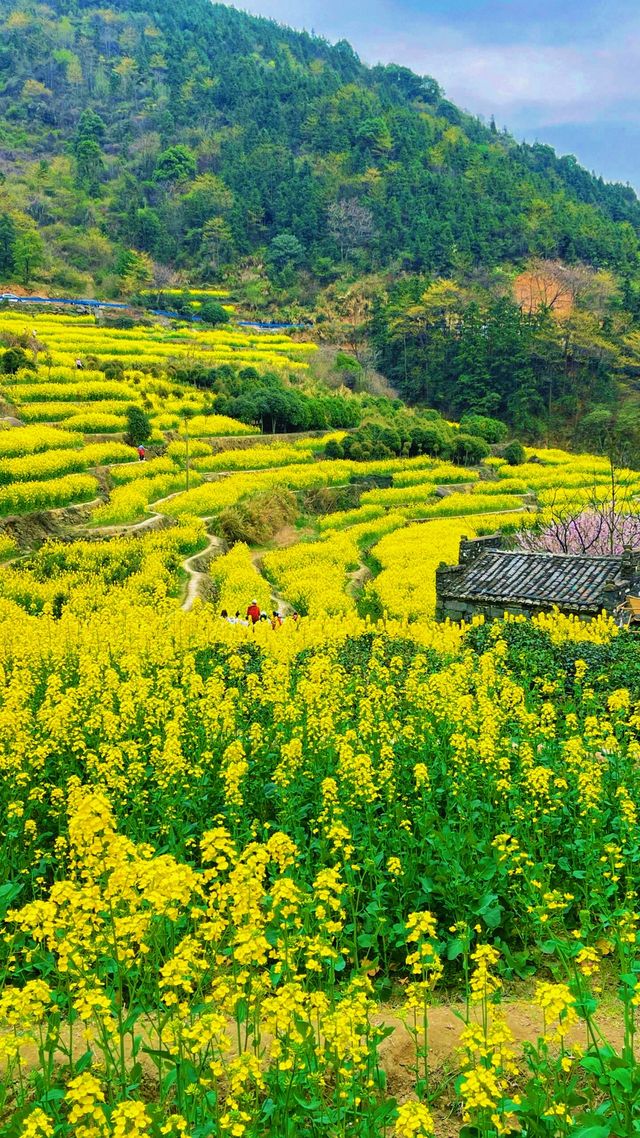 《南昌賞油菜花，最佳地點是哪裡？》
