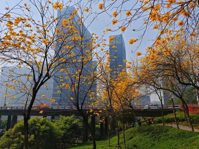 黃風鈴花開季