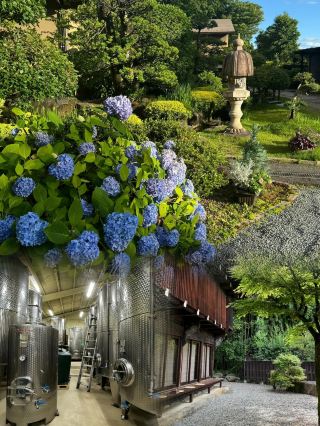 A Comprehensive Travel Guide to Fuefuki, Japan: An Off-the-Beaten-Path Paradise