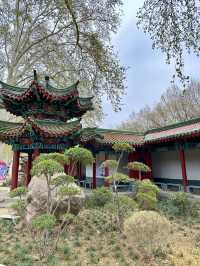 Royal Blooms & Fleeting Petals: A Dual Dance of Peonies and Sakura at Wangcheng Park