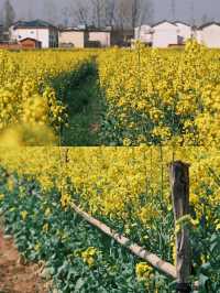 曲靖油菜花賞花攻略‖打卡避雷攻略