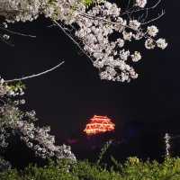 🌸福岡遊之舞鶴公園賞櫻🌸 