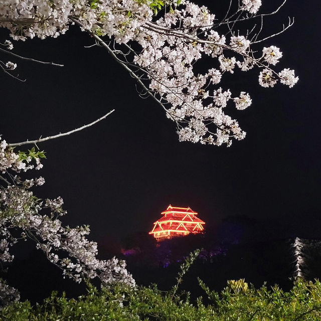 🌸福岡遊之舞鶴公園賞櫻🌸 