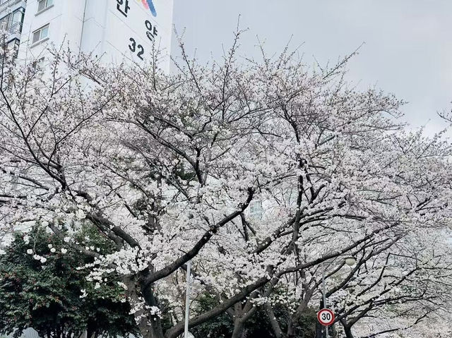 春日頂流！釜山溫泉川沿江路的限定浪漫