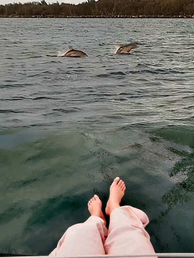 快樂行動派丨雨天遊艇出海，意外偶遇海豚