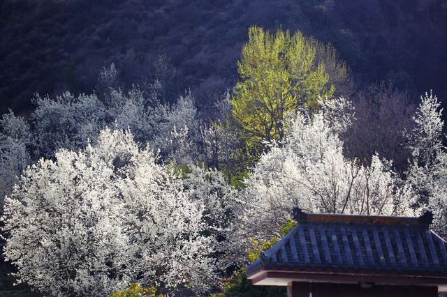 成都出發，4日賞金川梨花線路