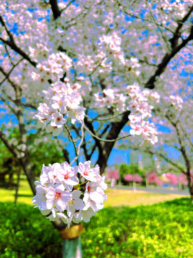 春日限定！濰坊賞櫻打卡指南