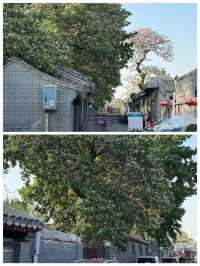 北京恭儉胡同樹影婆娑，環境優美，令人嚮往