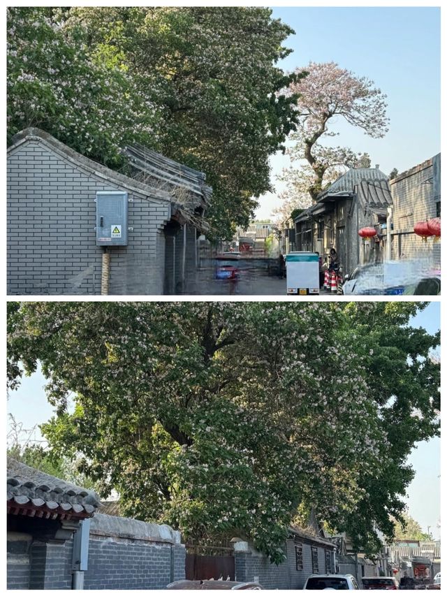 北京恭儉胡同樹影婆娑，環境優美，令人嚮往