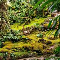 深圳仙湖植物園，陷入大自然的Love
