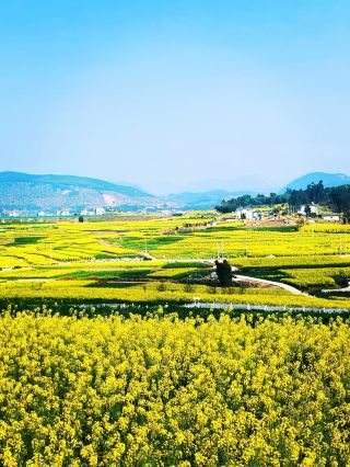윈난 서부의 봄 풍경: 바오산 유채꽃, 가장 힐링되는 황금빛 로맨스와의 만남