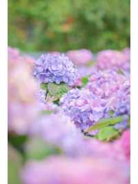 繡球花🌸沙田石門河濱花園