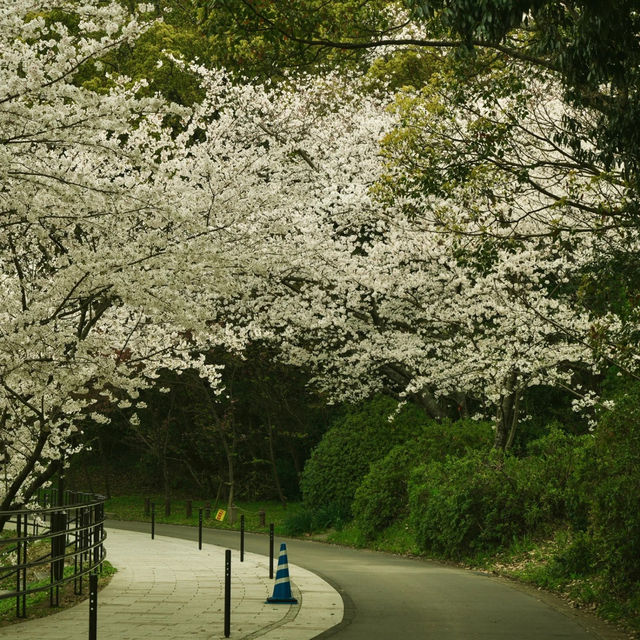 ⛩️【福岡光雲神社｜被兔子與繪馬治癒的森系小秘境】