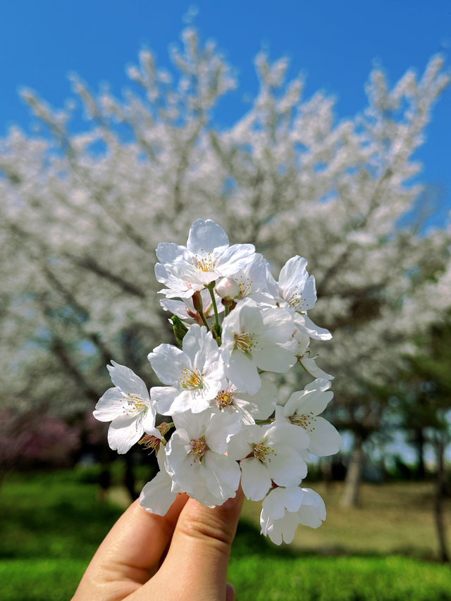總要去趟濰坊學院吧，赴一場春天的櫻花之約