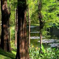 綠野仙蹤｜越秀公園💚藏於廣州鬧市的絕美抹茶小森林🌳