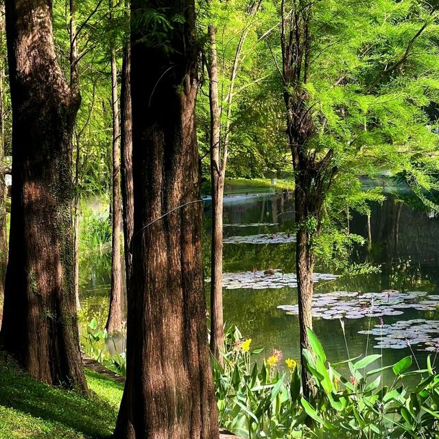 綠野仙蹤｜越秀公園💚藏於廣州鬧市的絕美抹茶小森林🌳