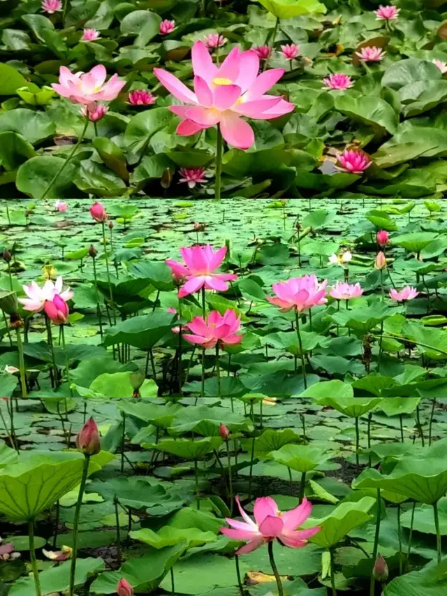 吉林萬株紅蓮的自然美