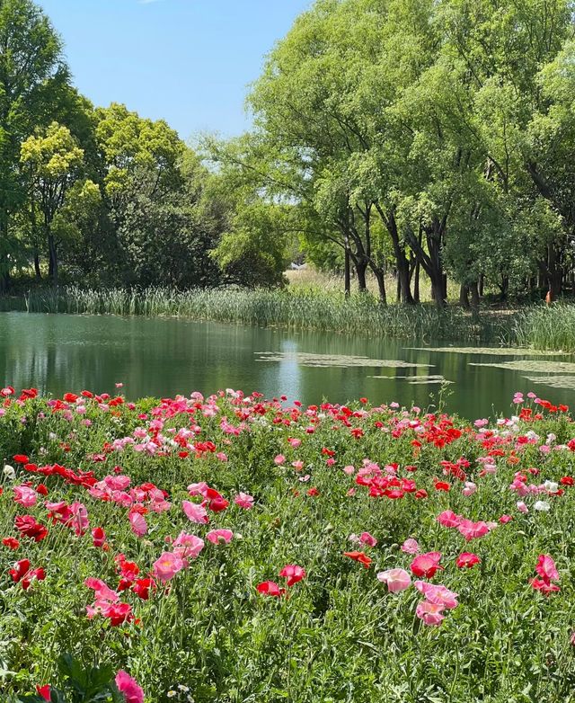 虎丘濕地公園