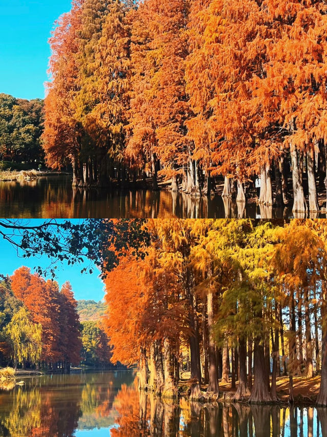 估唔到無錫都有咁靚嘅風景