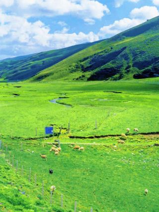 The Yunnan Grasslands You Must Visit in June, July, and August!