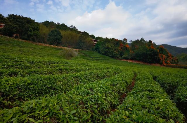 五一去梅州飲茶