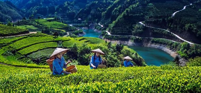 學習益陽獨特的茶文化