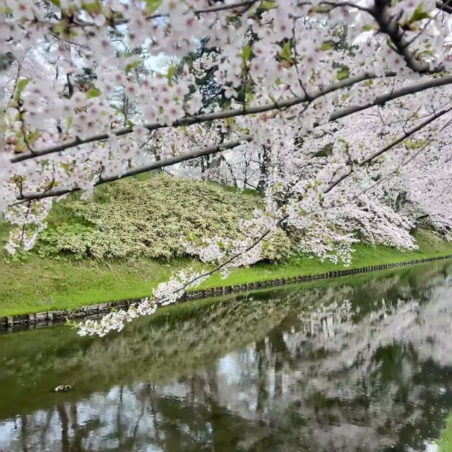 🌸仙台弘前公園｜追櫻成功！邂逅震撼全網的超絕櫻花雨！