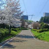 貴陽馬廠營山體公園｜你不知道的秘密賞櫻地🌸
