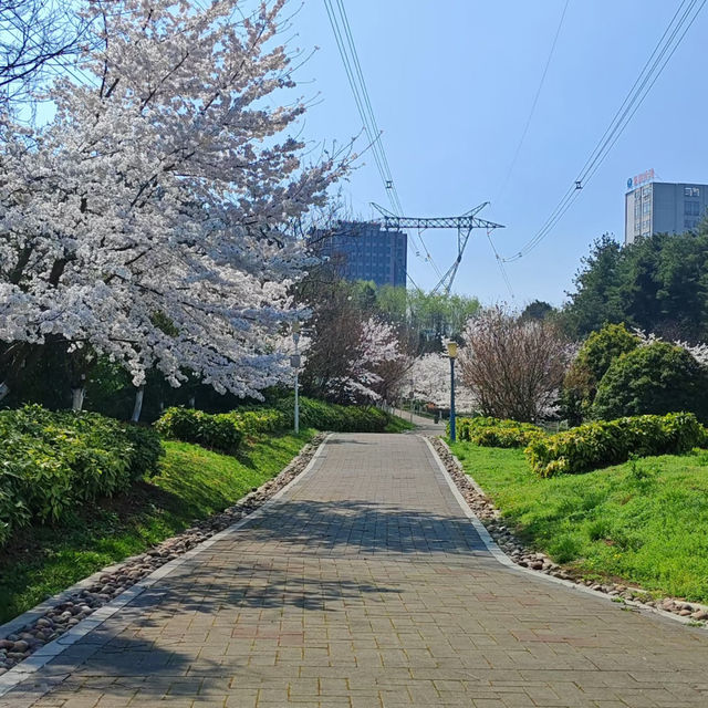 貴陽馬廠營山體公園｜你不知道的秘密賞櫻地🌸