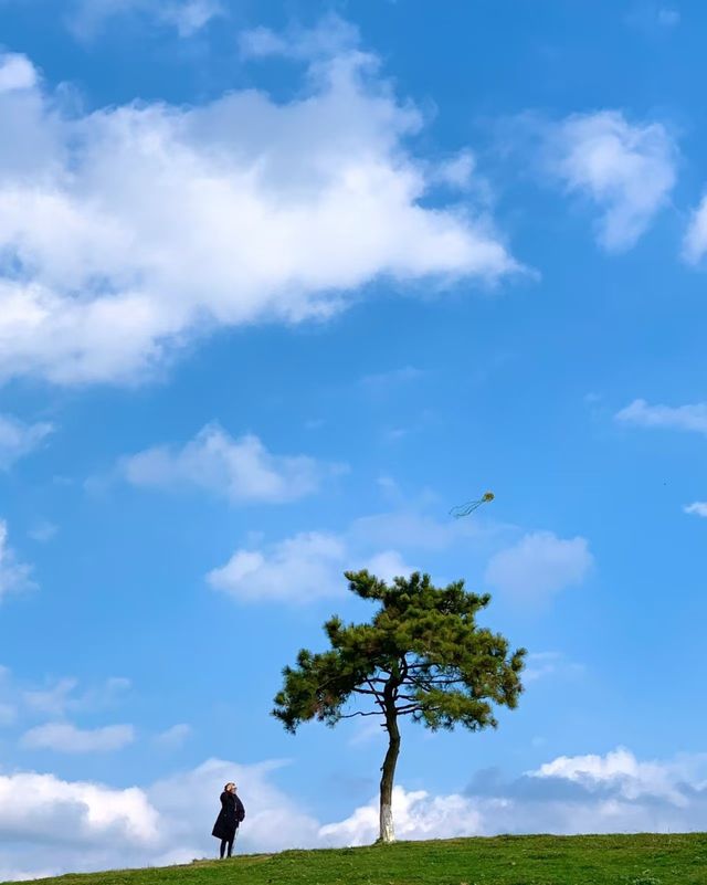 墜入人間的月亮碎片