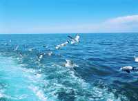 遊玩青海湖，與海鷗共舞