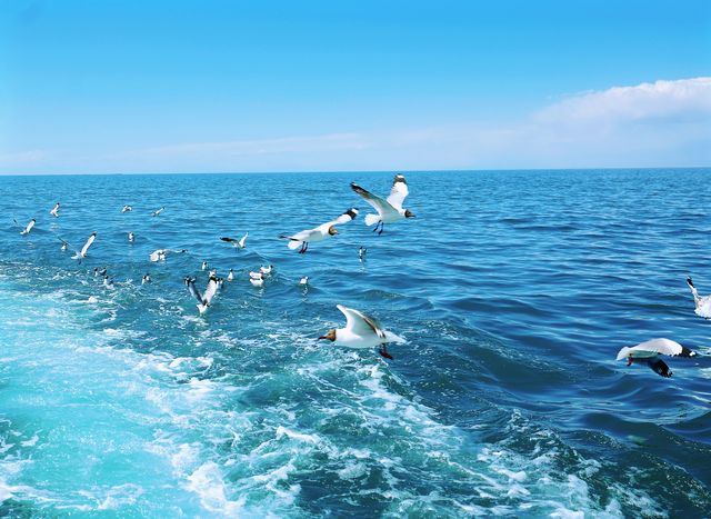 遊玩青海湖，與海鷗共舞
