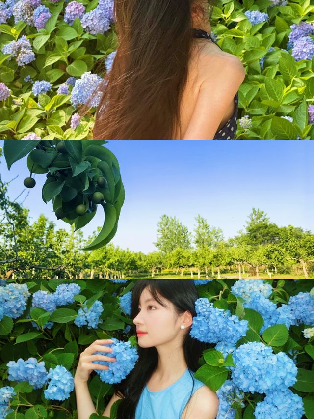 揚州，住進繡球花海包圍嘅莊園