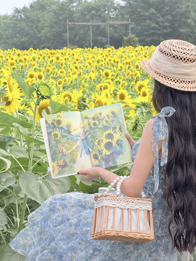 6.21直擊！美到窒息！免費夏日頂流向日葵花海盛開中🌻鮮熱出爐零濾鏡零修圖花況大公開！
