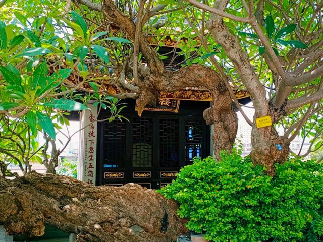 Zhejiang Taoist Temple Tour: Where Mountains Become Pillars to Heaven and Alchemy Meets Philosophy