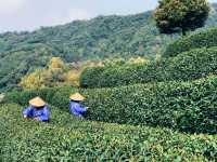 浙江|杭州 龍井村 旅遊攻略