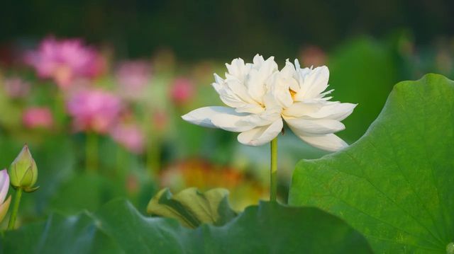 大畲古村，荷塘花海