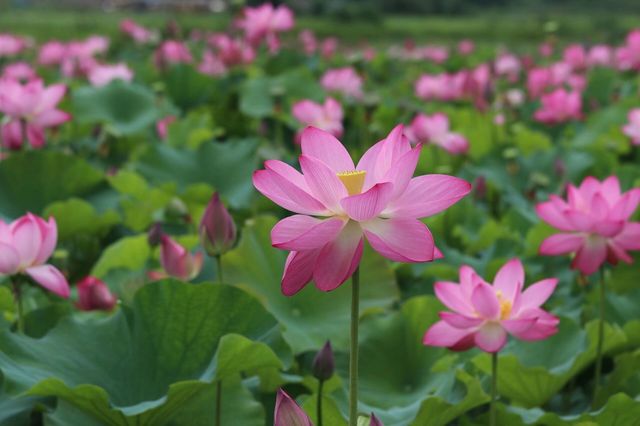 #普者黑旅行攻略 #雲南普者黑荷花 要睇最靚荷花千祈唔好等到七月中旬！本地人，全係本人自己影嘅，最靚荷
